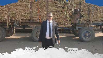 «التموين»: توريد 315 ألف طن قصب.. وإنتاج 31 ألف طن سكر على مستوى 8 مصانع