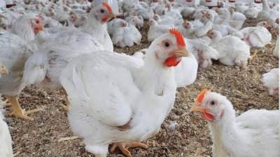 الحكومة تعفي مزارع الإنتاج الداجني من الضرائب لمدة 3 سنوات