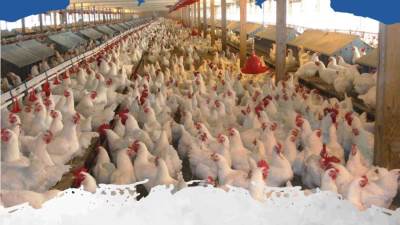 اتحاد منتجي الدواجن: قرار رئيس الوزراء يرفع الأعباء عن أصحاب المزارع