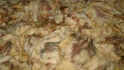 «الجيزة» تضبط ١.٢ طن دواجن نافقة بأبو صير بالبدرشين قبل طرحها بالأسواق