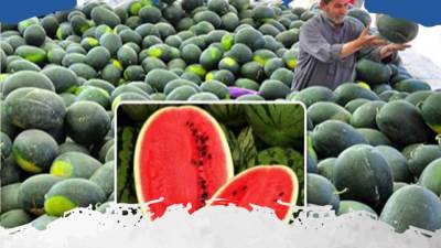 «إعلام مجلس الوزراء»: لا صحة لوجود بطيخ مسرطن بالأسواق