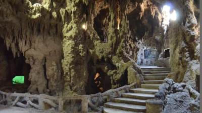 حقيقة قطع الأشجار النادرة والمعمرة في حديقة الأسماك بالزمالك