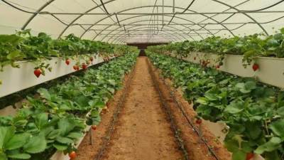 «التنمية الزراعية» يتيح 3.7 مليار جنيه قروض للمزارعين 