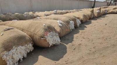 «مصر للأقطان» تستعد لإجراء مزاد فى الوجه البحرى على 80إلى100 ألف قنطار