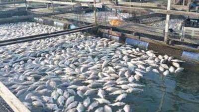 جهاز حماية الثروة السمكية يطرح 400 فدان كمزارع للاستغلال 5 سنوات