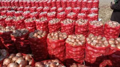 «الزراعة»: 4 أسباب وراء ارتفاع أسعار البصل 