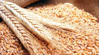 مصر ثانى أكبر مستورد للقمح الروسي خلال النصف الثاني من العام