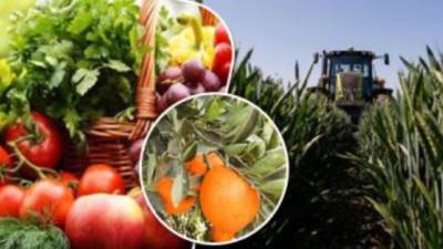 2.8 مليار دولار قيمة صادرات السلع الزراعية خلال الـ 9 أشهر الماضية