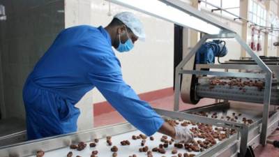 «بالم واحة سيوة»  تعتزم تصدير 60 طن تمور للسوق الأمريكى خلال2024