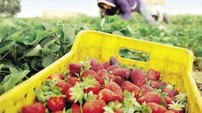  3 مليارات دولار صادرات مصر من المواد الخام فى 9 أشهر