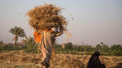 مصر رفعت وارداتها من القمح إلى 11 مليون طن في 2023