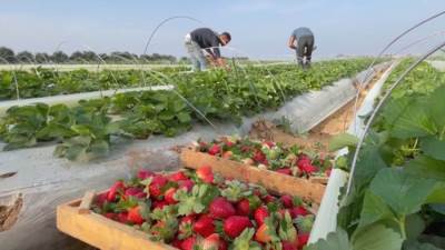 «الزراعة» تتلقى طلبات تراخيص مشاتل الفراولة بداية من مارس المقبل