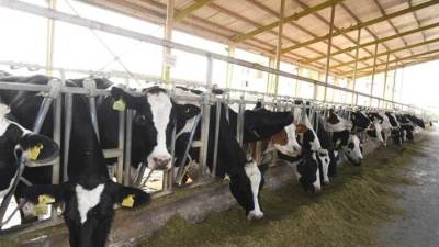 البنك الزراعي يمول مشروعات الإنتاج الحيواني بـ10 مليار جنيه