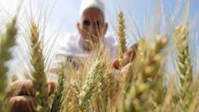 «التموين» تستورد قمح بـ 1.2 مليار دولار منذ بداية العام المالي الحالي