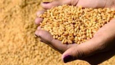 وزارة التموين توقف التداول على القمح بالبورصة السلعية