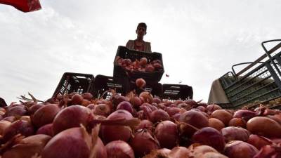 بدء تصدير البصل أبريل المقبل.. وتوقعات بارتفاع سعره 