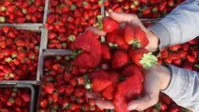 وزارة الزراعة: السعودية لم تحظر صادرات الفراولة المصرية