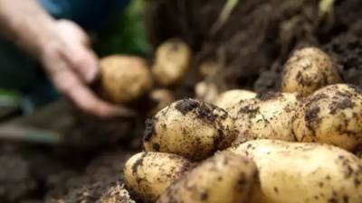 مذكرة تفاهم مصرية فرنسية لدعم منظومة تقاوي البطاطس