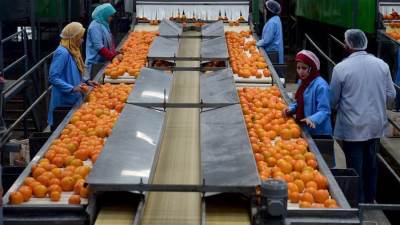 هيئة سلامة الغذاء: 70 ألف طن موالح مصدرة للأسواق الخارجية