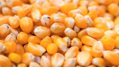 تراجعات كبيرة فى أسعار الذرة وفول الصويا 