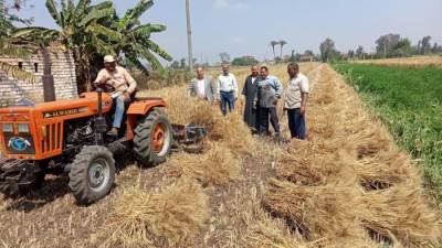 الزراعة تعلن بدء موسم حصاد وتوريد القمح