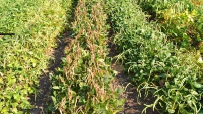 أكاديمية البحث العلمي والتكنولوجيا تعلن عن إنتاج أصناف جديدة من بعض الخضراوات