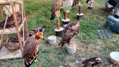 البيئة تنجح في إنقاذ 20 حيواناً مهدداً بالانقراض بالتعاون مع شرطة البيئة