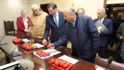 "الزراعة" تنجح في استنباط ٨ أصناف جديدة من تقاوي الطماطم