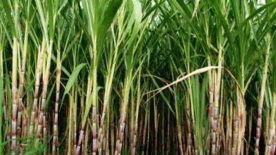 التموين تُعلن بدء موسم توريد قصب السكر بالمنيا