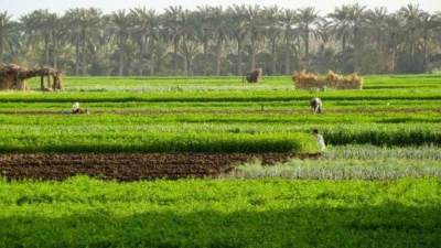 الحجر الزراعي المصري يفتح 90 سوقًا جديدًا للصادرات الزراعية خلال 5 سنوات