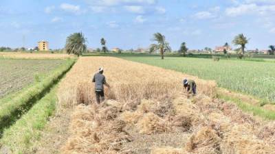 التموين: استلام 360 طنًا من القمح المحلي لموسم 2025 بمحافظة الفيوم