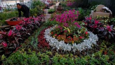 الزراعة: ألوان الطبيعة تزين المتحف الزراعي في معرض زهور الربيع 2025