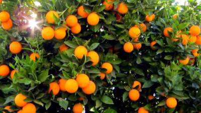 الزراعة: إشادة من السلفادور ودول أمريكا اللاتينية بجودة الصادرات الزراعية من الموالح