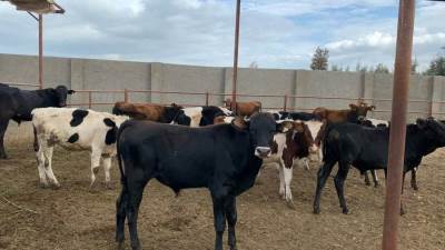 تعرف على أسعار الأضاحي قبل حلول عيد الأضحى