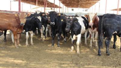 الزراعة: توفير 12 ألف رأس من الأضاحي البلدية الحية بأسعار مخفضة بالمحافظات