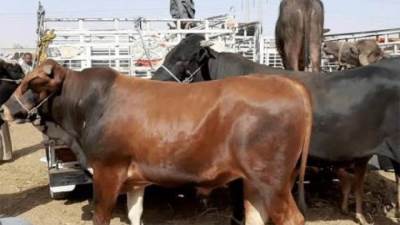 سعر كيلو العجول بقري وجاموسي اليوم الإثنين 2 يونيو 2025