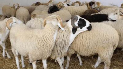 الزراعة: المجازر الحكومية استقبلت أكثر من 34 ألف أضحية بجميع المحافظات