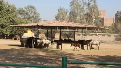  محطة الزهراء للخيول العربية تسابق الزمن لاستعادة مكانتها 