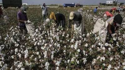 مع انطلاق "جني القطن".. إنتاج إكسترا جيزة 99 العام المقبل