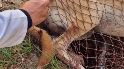 جهاز العاشر من رمضان يواصل السيطرة على ظاهرة الكلاب الحرة 