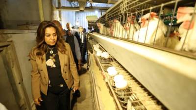 وزيرة التنمية المحلية تشهد بدء إنتاج مشروع الـ30 مليون بيضة بالخانكة 