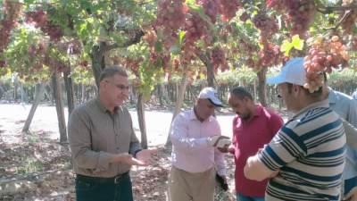 "الزراعة" تطلق حملات مكثفة لمكافحة ذباب الفاكهة استعدادًا لموسم الموالح