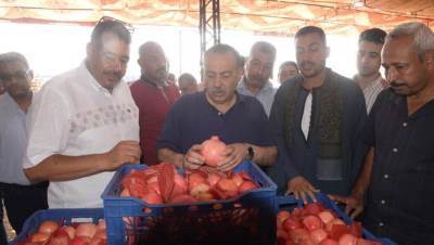 أبوالنصر: رمان أسيوط يُعد من أجود الأصناف عالمياً