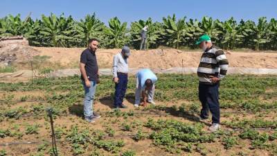  د.يوسف خميس: إدارة البساتين أشرفت على تصدير 85 ألف شتلة فاكهة