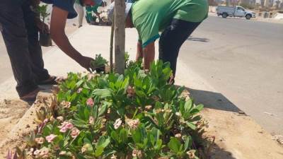 منال عوض: بدء المرحلة الرابعة من مبادرة "100 مليون شجرة "