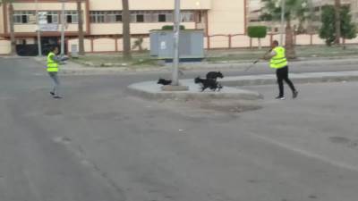 تحصين 80 كلبًا ضالًا في دمياط الجديدة ضد «السعار»