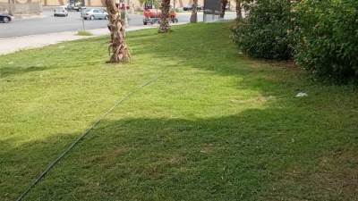 جهاز الشيخ زايد ينفذ خطة صيانة وتجميل للمسطحات الخضراء 