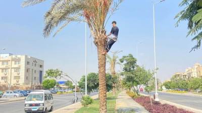 أجهزة الشيخ زايد والقاهرة الجديدة تواصل أعمال الزراعة والتجميل لزيادة الرقعة الخضراء