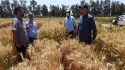 دراسة مصرية دولية تقدم حلولًا مبتكرة لزيادة إنتاجية القمح 