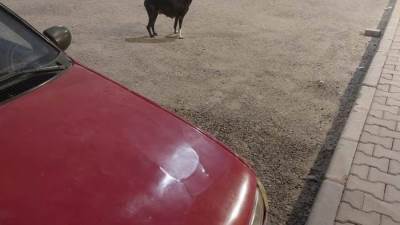 جهاز مدينة بدر يستجيب لشكاوى السكان.. ويطلق حملة للحد من الكلاب الضالة